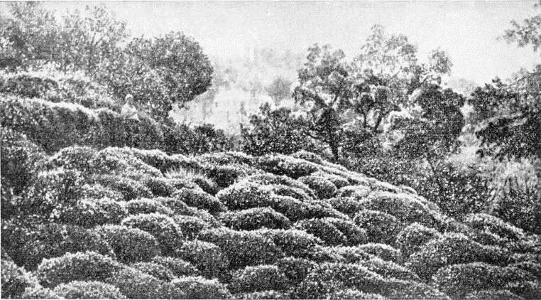 Рис 8 Чайная плантация в окрестностях Батуми Рис 9 Цветки мандаринового - фото 25