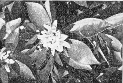 Рис 9 Цветки мандаринового дерева Рис 10 Ветка вечнозеленого плодового - фото 26