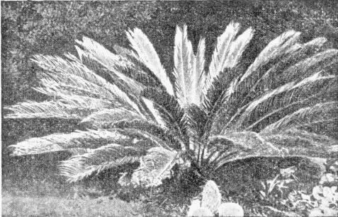 Рис 14 Древнее голосеменное растение саговник поникающий Рис 15 Цветущая - фото 28