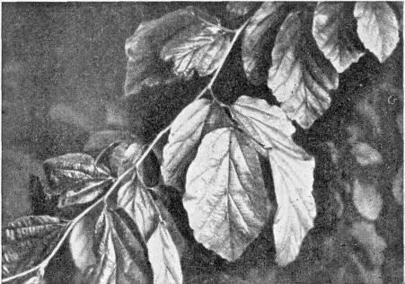 Рис 17 Ветвь железного дерева парроции персидской Рис 18 Листья лакового - фото 31