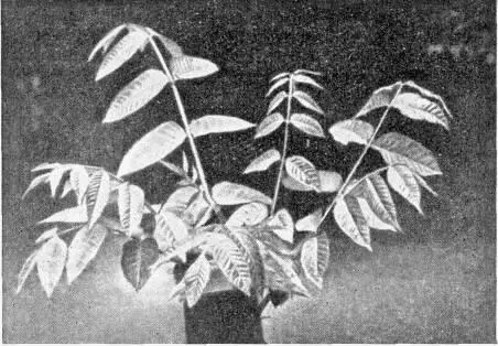 Рис 18 Листья лакового дерева Рис 19 Толстый стебель лианы глицинии - фото 32