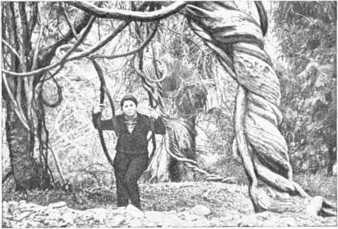 Рис 19 Толстый стебель лианы глицинии обвился вокруг дерева и задушил его - фото 33