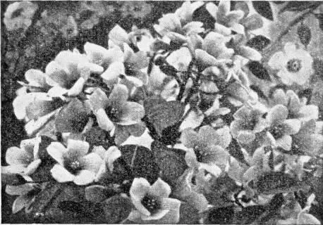 Рис 22 Цветки тунгового дерева Рис 23 Цветение лавра благородного Рис - фото 36