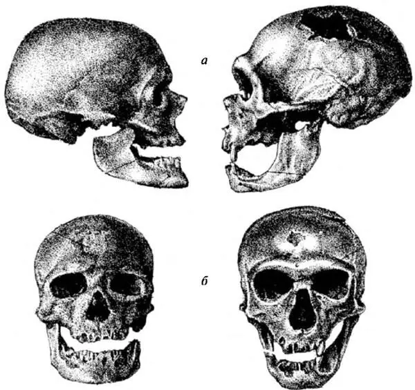 Рис 219 Слева череп верхнепалеолитического Homo sapiens из грота КроМаньон - фото 24