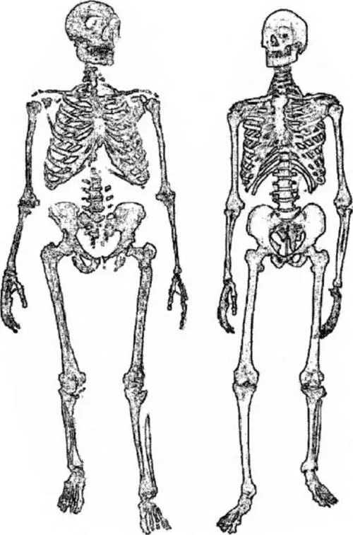 Рис 226 Реконструированный скелет неандертальца слева в сравнении со - фото 31