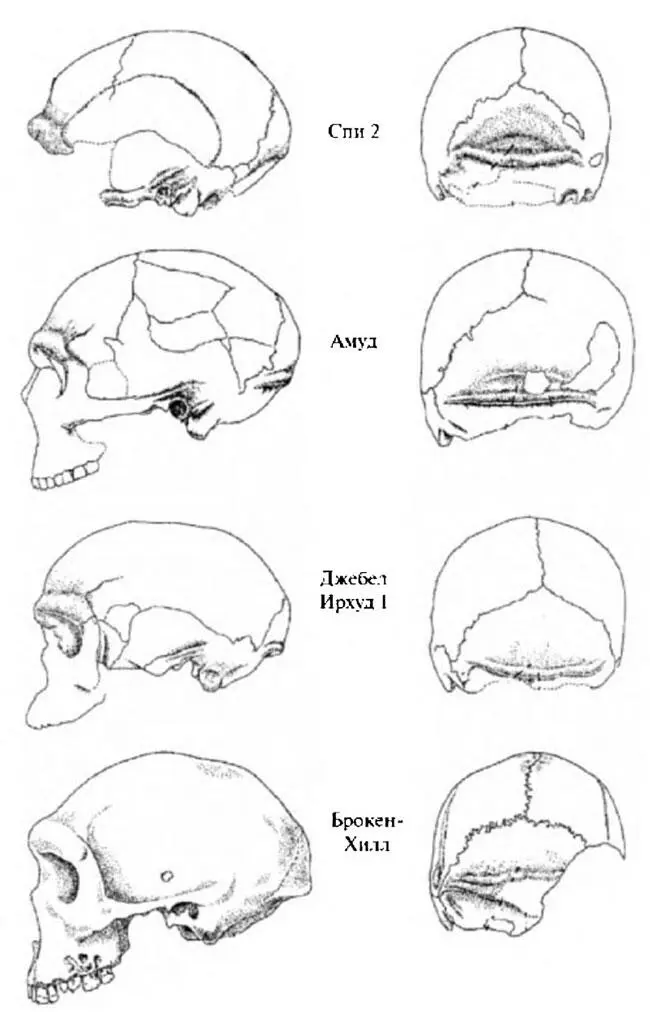 Рис 227 Черепа неандертальцев из Западной Европы Спи 2 и Ближнего Востока - фото 32