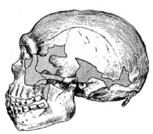 Рис 101 Череп Табун 1 Рис 102 Челюсть Табун 2 источник Rak et al - фото 77
