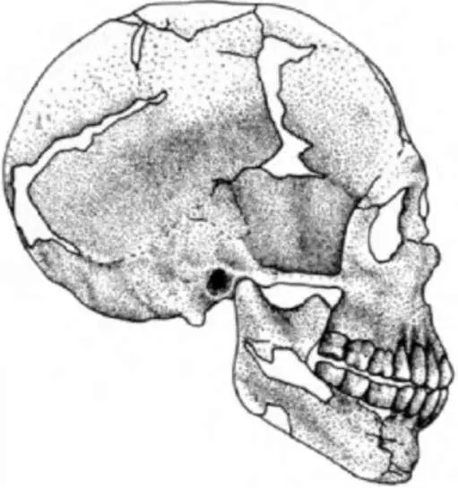 Рис 104 Сапиентный женский череп Кафзех 4 источник Schrenk and Müller - фото 80
