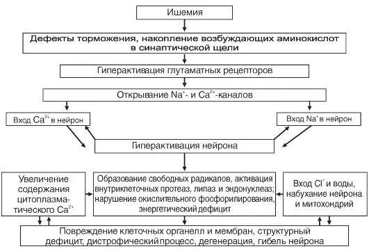 чувствительны к асфиксии чем молодые подкорка и особенно кора Поэтому при - фото 106