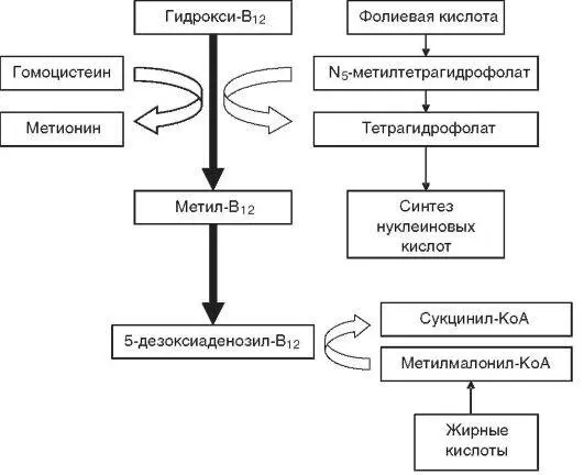 Рис 147 Схема биохимических реакций протекающих в организме с участием - фото 8