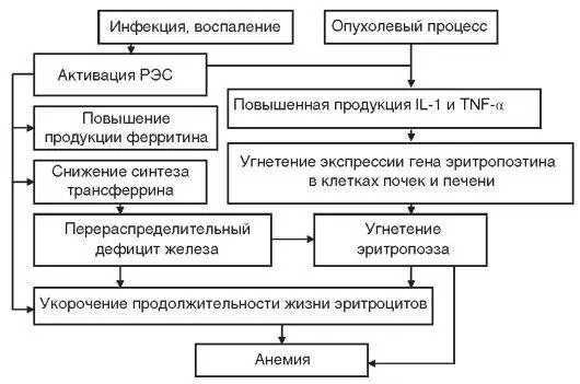 Анемия хронических заболеваний АХЗ развивается при инфекционновоспалительных - фото 9