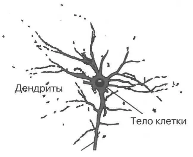 Рис В 1 Рисунок нейрона на котором видно тело клетки дендриты и аксон - фото 1