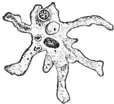 Рис 2 Амёба Это простейшее существо перемешается при помощи выпускаемых им - фото 2
