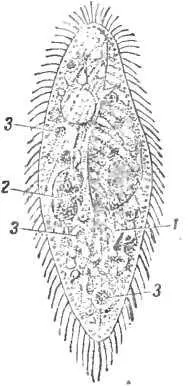 Рис 3 Инфузориятуфелька Простейшее существо относится к ресничным - фото 3