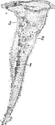 Рис 5 Ресничная инфузориятрубач Эта очень крупная инфузория отличается - фото 5