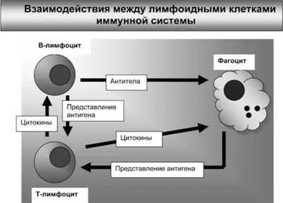 Рис 4 В Влимфоцитах синтезируются антитела взаимодействующие с - фото 4