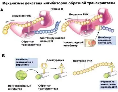 Рис 30 Когда обратная траскриптаза синтезирует ДНК на вирусной РНК ей - фото 45