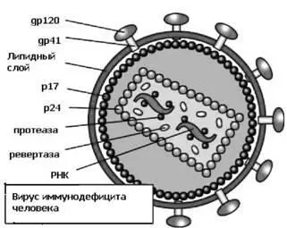 Рис 6 Общий план строения вируса иммунодефицита человека BB4 напоминает - фото 8