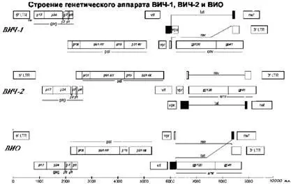 Рис 7 Прямоугольниками на рисунке обозначены отдельные вирусные гены или их - фото 9