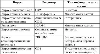 Какова же ситуация в случае ВИЧ Попав на слизистую оболочку или прямо в - фото 13