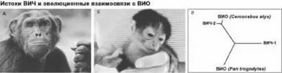 Рис 14 ВИЧ1 происходит скорее всего от BИО шимпанзе по имени Pan - фото 24
