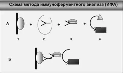 Рис 26 Для проведения ИФА необходимо осуществить несколько операций А На - фото 41