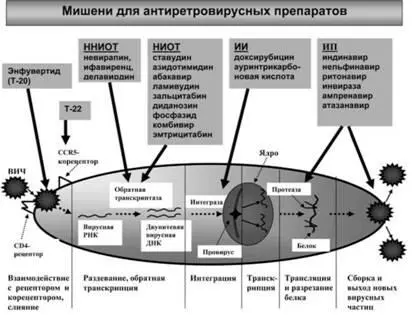 Рис 29 В прямоугольниках на рисунке представлены существующие на сегодняшний - фото 44