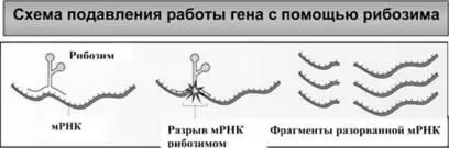 Рис 32 Подавление вирусной инфекции с помощью рибозимов основано на их - фото 47