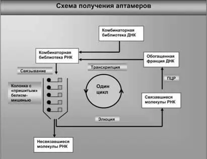 Рис 34 Исходной базой для аптамерной технологии служит набор библиотека - фото 49