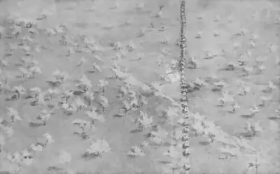 Мотоколонна Стараче в движении на Гондар В составе войск колонны был - фото 32