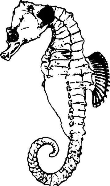 Морской конек hippocampus Большинство сатиров возможно разновидность - фото 136