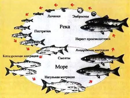 Цикл развития и миграции лосося Студента Зюганова этот факт заинтересовал И - фото 21