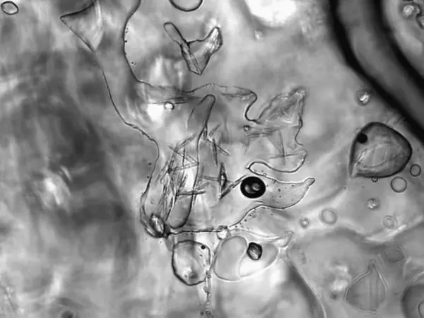 Одноклеточные водоросли которые развиваются в нижнем слое морского льда часто - фото 39