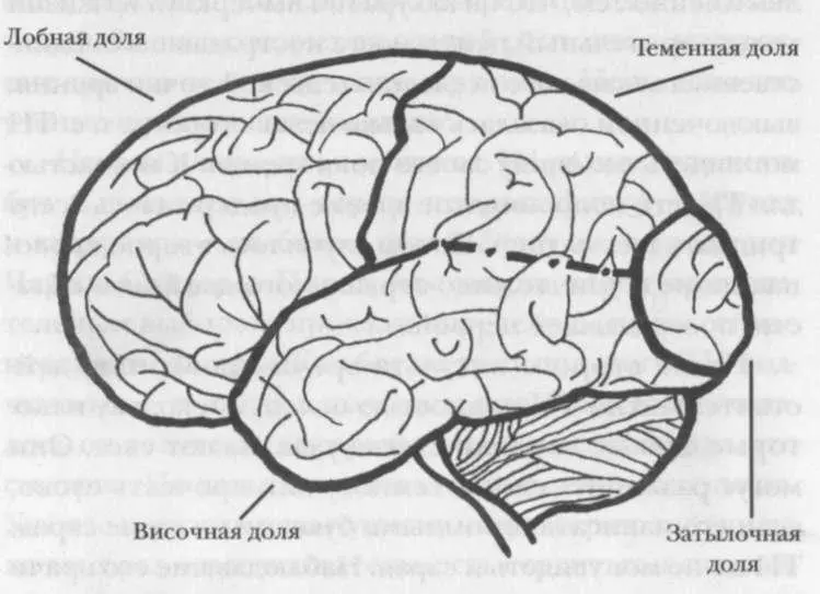 Многое из того что мы знаем о функциях затылочной доли получено из - фото 4