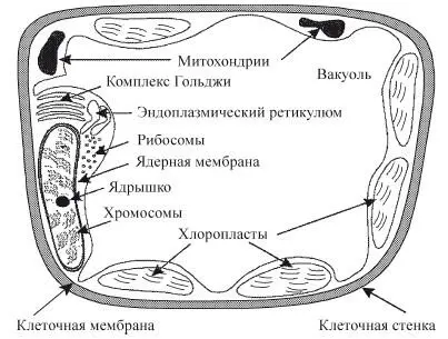 Рис 3 Строение клетки Основу клеточной мембраны составляет двойной слой - фото 139