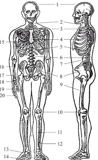 Рис 4 Скелет человека 1 череп 2 шейные позвонки 3 ключица 4 - фото 167