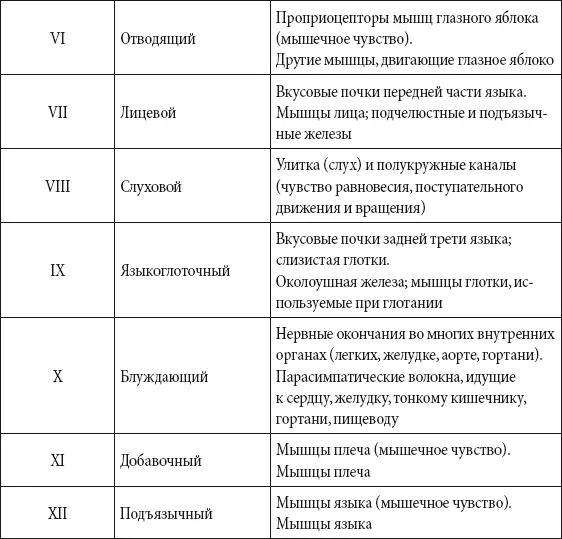 Функционально нервную систему делят на соматическую анимальную и вегетативную - фото 188