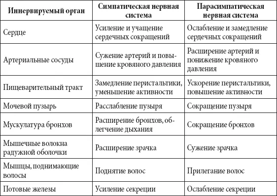Органы чувств Глаз Луч света проходит через роговицу живую диафрагму - фото 189