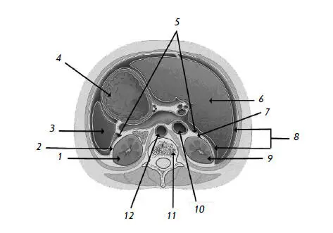 Рис 2 Мочевая система срез на уровне XII грудного позвонка вид сверху 1 - фото 2