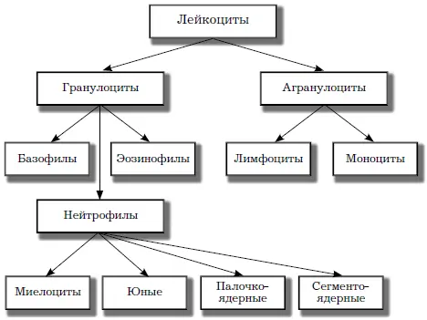 Рис 8 Виды лейкоцитов Нейтрофильные гранулоциты нейтрофилы нейтрофильные - фото 10