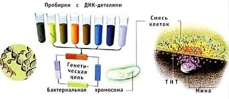 Схема работы биологического миноискателя Как видите на рисунке все выглядит - фото 17