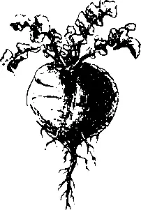 Ребенок плакал а кормилица давала ему свеклу говоря Пососи дитя мое твой - фото 374