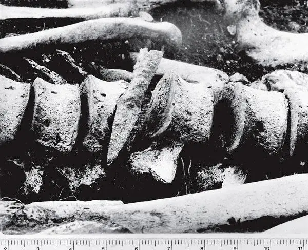 Рис 65 Железный наконечник стрелы застрявший в позвоночнике человека - фото 49