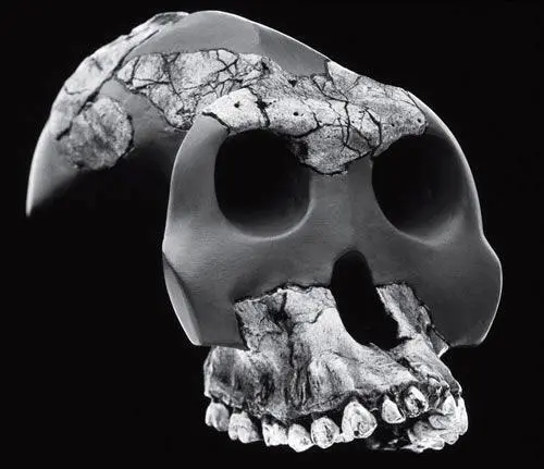 Рис 141 Australopithecus garhi Археологи используют аналогию на многих - фото 162