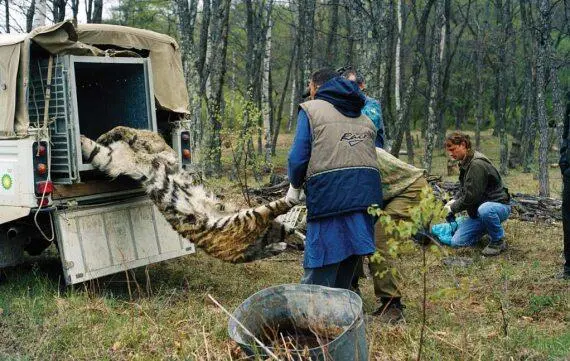 В руки сотрудников Конфликтного тигра чаще всего попадают уже мёртвые звери - фото 117