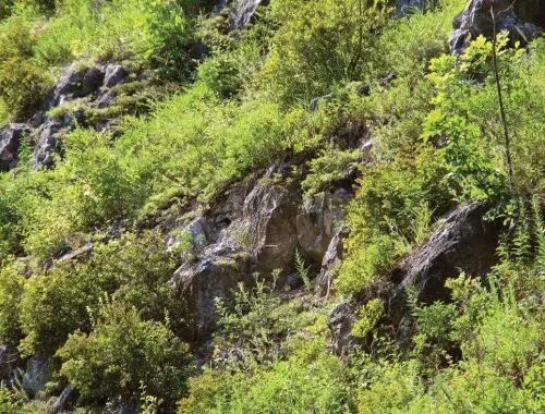 Скалы заросшие кустарником любимые места нападения тигров на людей Так об - фото 133