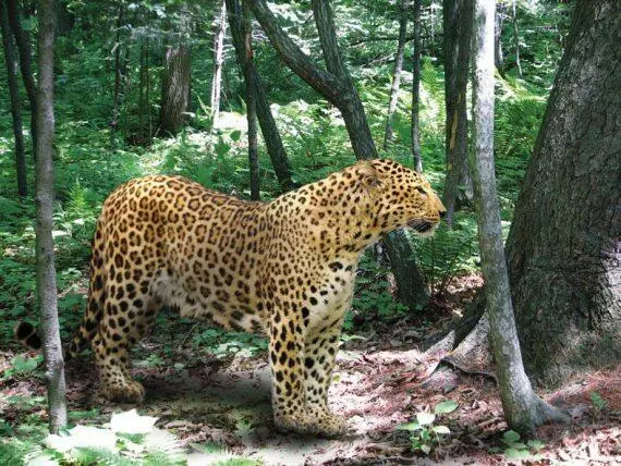 Леопард полатыни panthera пофранцузски leopard Является зверем - фото 196