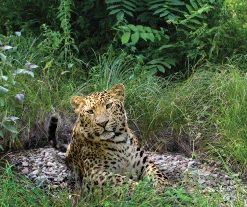 Леопард самая распространённая и многочисленная крупная кошка мира - фото 217