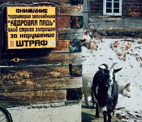 Кедровая падь единственный российский заповедник в местах обитания - фото 290