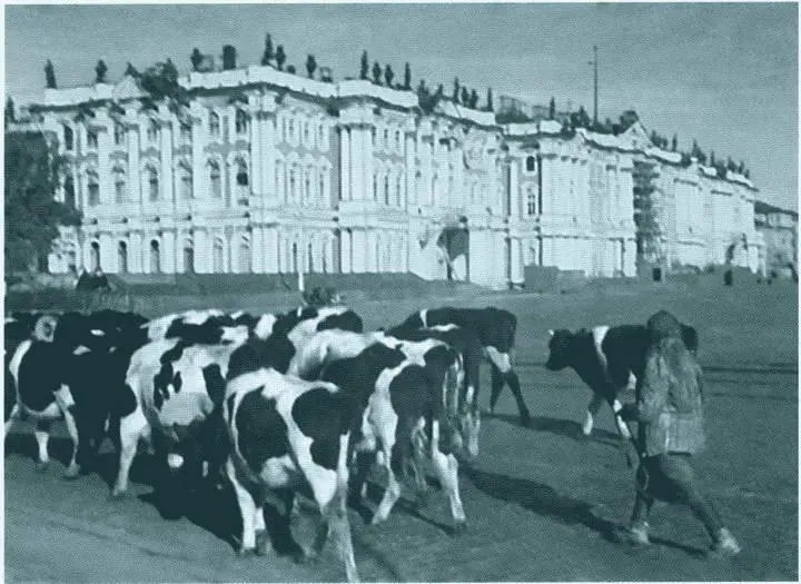 Коровы на Дворцовой площади Август 1941 г Ленинградские - фото 13